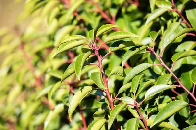 Prunus lusitanica (Portugese laurier) - afbeelding 11