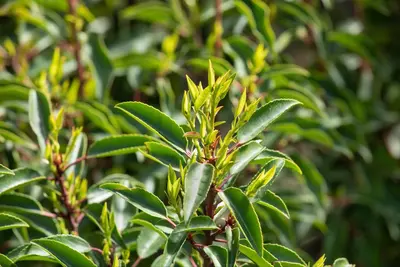 Prunus lusitanica (Portugese laurier) - afbeelding 12