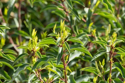 Prunus lusitanica (Portugese laurier) - afbeelding 13