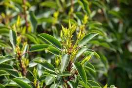 Prunus lusitanica (Portugese laurier) - afbeelding 12