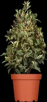 Prunus lusitanica 'Variegata' (Portugese Laurier 'Variegata') - afbeelding 1