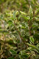 Prunus lusitanica 'Variegata' (Portugese Laurier 'Variegata') - afbeelding 2