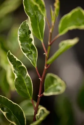 Prunus lusitanica 'Variegata' (Portugese Laurier 'Variegata') - afbeelding 3