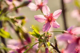 Prunus 'Okame' (Prunus 'Okame') - afbeelding 1