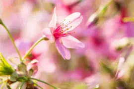 Prunus 'Okame' (Prunus 'Okame') - afbeelding 2