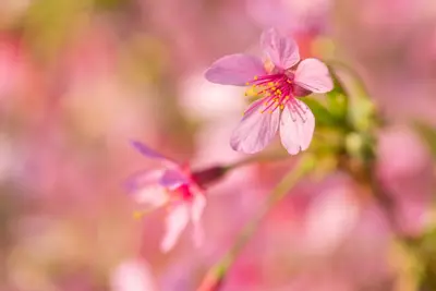 Prunus 'Okame' (Prunus 'Okame') - afbeelding 3