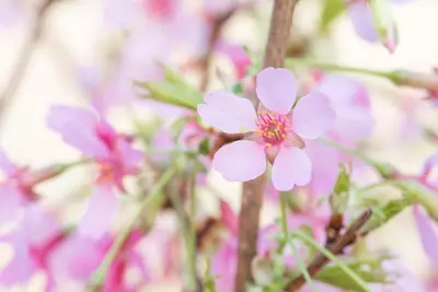 Prunus 'Okame' (Prunus 'Okame') - afbeelding 4