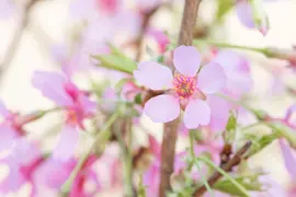 Prunus 'Okame' (Prunus 'Okame') - afbeelding 4