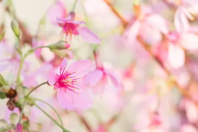 Prunus 'Okame' (Prunus 'Okame') - afbeelding 5