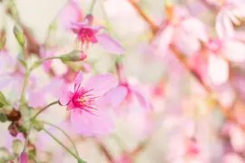 Prunus 'Okame' (Prunus 'Okame') - afbeelding 5