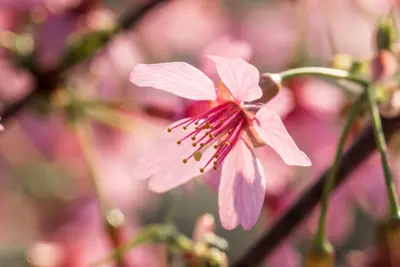 Prunus 'Okame' (Prunus 'Okame') - afbeelding 6
