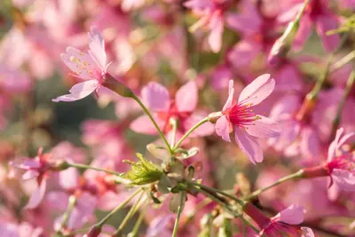 Prunus 'Okame' (Prunus 'Okame') - afbeelding 7