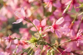 Prunus 'Okame' (Prunus 'Okame') - afbeelding 7