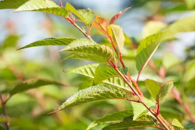 Prunus 'Okame' (Prunus 'Okame') - afbeelding 8