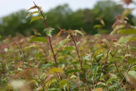 Prunus 'Okame' (Prunus 'Okame') - afbeelding 9