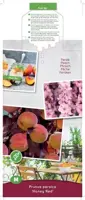 Prunus persica 'Honey Red' (Perzik) fruitplant 80cm - afbeelding 3