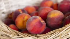 Prunus persica 'Honey Red' (Perzik) fruitplant 80cm - afbeelding 4