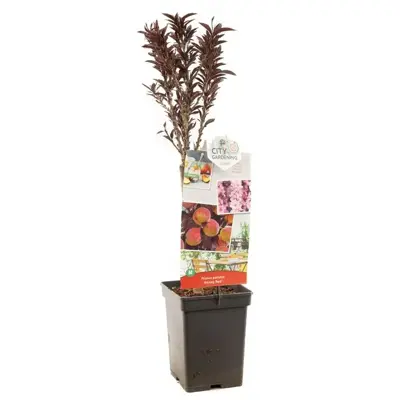 Prunus persica 'Honey Red' (Perzik) fruitplant 80cm - afbeelding 1