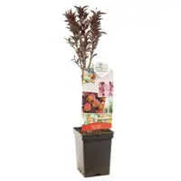 Prunus persica 'Honey Red' (Perzik) fruitplant 80cm - afbeelding 1