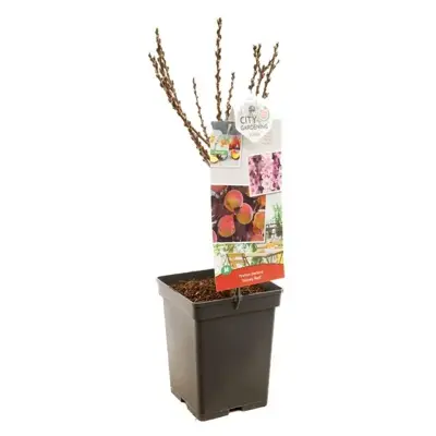 Prunus persica 'Honey Red' (Perzik) fruitplant 80cm - afbeelding 2
