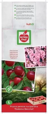 Prunus persica nucipersica 'Madame Blanchet' (Perzik, Nectarine) fruitplant 160cm - afbeelding 3