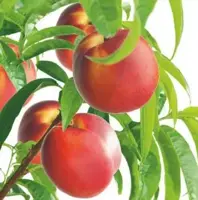Prunus persica nucipersica 'Madame Blanchet' (Perzik, Nectarine) fruitplant 160cm - afbeelding 4