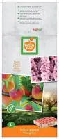Prunus persica 'Peregrine' (Perzik) fruitplant 160cm - afbeelding 3