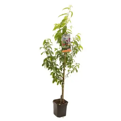 Prunus persica 'Peregrine' (Perzik) fruitplant 160cm - afbeelding 1