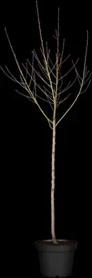 Prunus persica (Perzik) - afbeelding 7