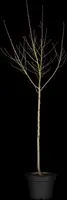 Prunus persica (Perzik) - afbeelding 7