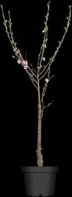 Prunus persica (Perzik) - afbeelding 2