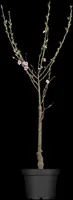 Prunus persica (Perzik) - afbeelding 2