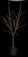 Prunus persica (Perzik) - afbeelding 8