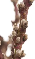 Prunus persica (Perzik) - afbeelding 1