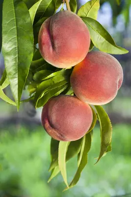 Prunus persica (Perzik) - afbeelding 3
