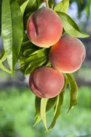 Prunus persica (Perzik) - afbeelding 3