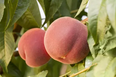 Prunus persica (Perzik) - afbeelding 4