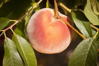 Prunus persica (Perzik) - afbeelding 5