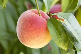Prunus persica (Perzik) - afbeelding 6
