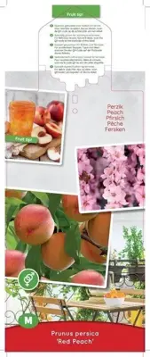 Prunus persica 'Red Peach' (Perzik) fruitplant 90cm - afbeelding 3