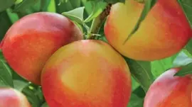 Prunus persica 'Red Peach' (Perzik) fruitplant 90cm - afbeelding 4
