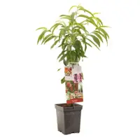 Prunus persica 'Red Peach' (Perzik) fruitplant 90cm - afbeelding 1