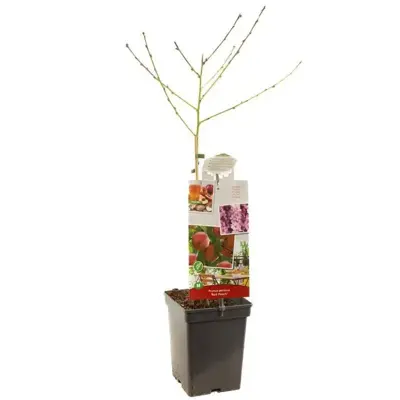 Prunus persica 'Red Peach' (Perzik) fruitplant 90cm - afbeelding 2