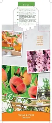 Prunus persica 'Saturn' (Perzik) fruitplant 90cm - afbeelding 4