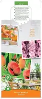 Prunus persica 'Saturn' (Perzik) fruitplant 90cm - afbeelding 4