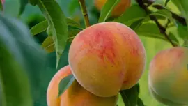 Prunus persica 'Saturn' (Perzik) fruitplant 90cm - afbeelding 5