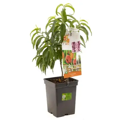 Prunus persica 'Saturn' (Perzik) fruitplant 90cm - afbeelding 1