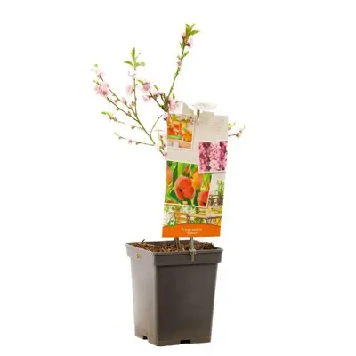 Prunus persica 'Saturn' (Perzik) fruitplant 90cm - afbeelding 2