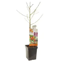 Prunus persica 'Saturn' (Perzik) fruitplant 90cm - afbeelding 3