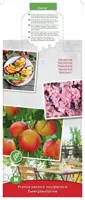 Prunus persica var. nucipersica 'Dwergnectarine Dwarf' (Nectarine) fruitplant 90cm - afbeelding 3